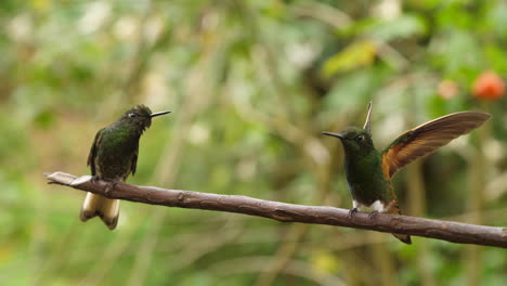 dos colibríes verdes casi besándose jugando a cámara lenta