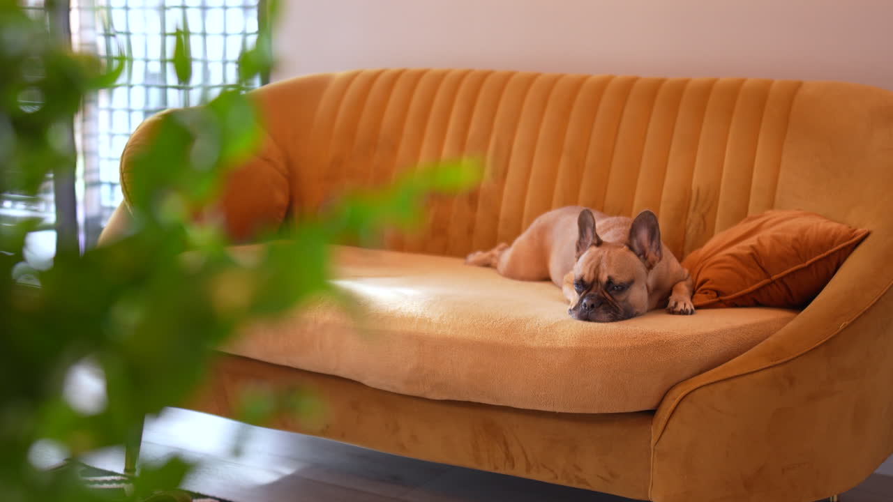 A French bulldog resting peacefully on a cozy yellow sofa inside a modern living room