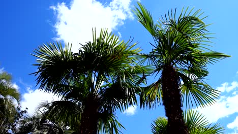 palm trees against the background of the sky.	shooting in spain.