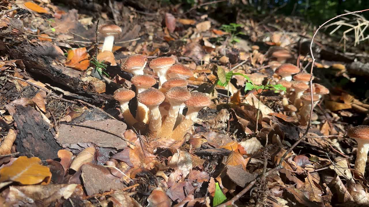 Sunlight illuminates wild "ghebe" mushrooms growing in Romanian forest