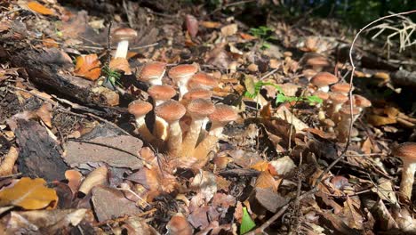 sunlight illuminates wild "ghebe" mushrooms growing in romanian forest