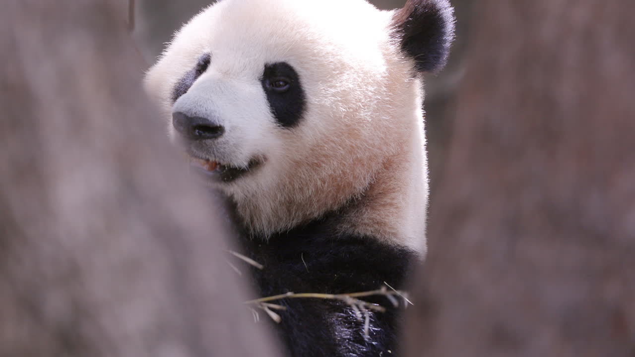 A close up of a panda eating