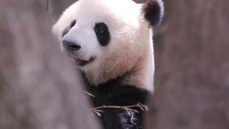 a close up of a panda eating