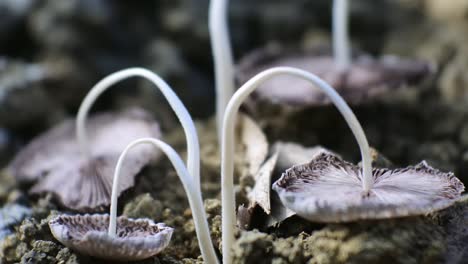 Withered-mushrooms-in-the-wet-field