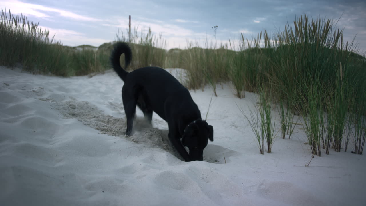 собака копает на пляже с белым песком