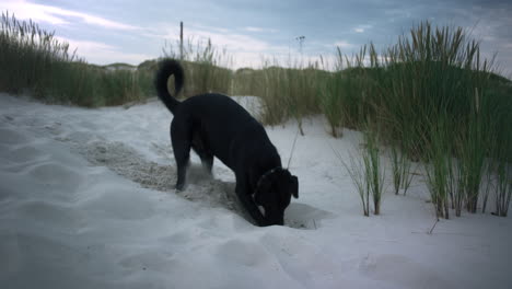 dog digs on a white sand beach