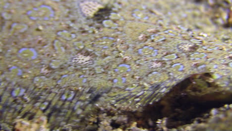 detail of peacock flounder moving slowly over sandy bottom performing small wave-like movements with its oval body fin