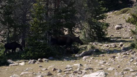 Un-Gran-Alce-Hembra-Cruzando-Más-Allá-De-Un-árbol-Que-Se-Abre-En-Cámara-Lenta-Cerca-Del-Lago-Del-Castillo-Rojo-Inferior-En-El-Bosque-Nacional-Alto-De-Uinta-Entre-Utah-Y-Wyoming-En-Una-Caminata-De-Mochilero-En-Un-Día-De-Verano