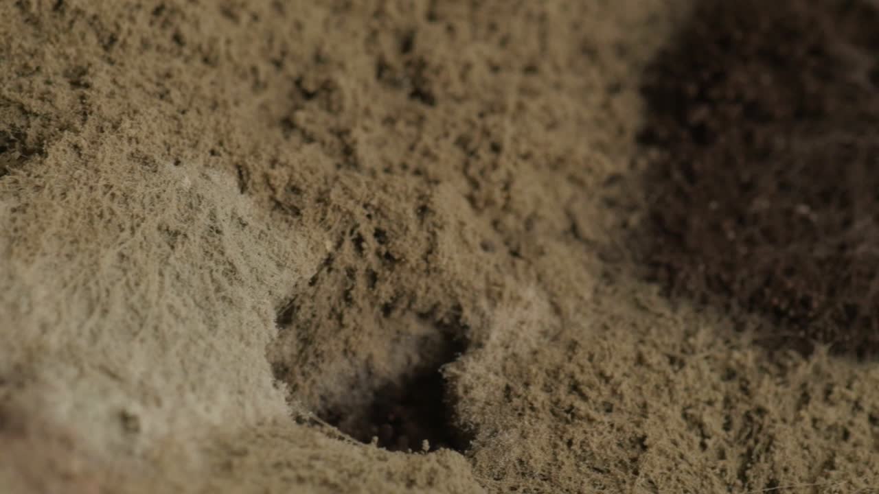 에 이, 클로즈업, 극심한 매크로, 회전