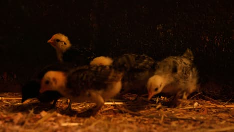 Hen-and-chicks-in-the-barn-4k