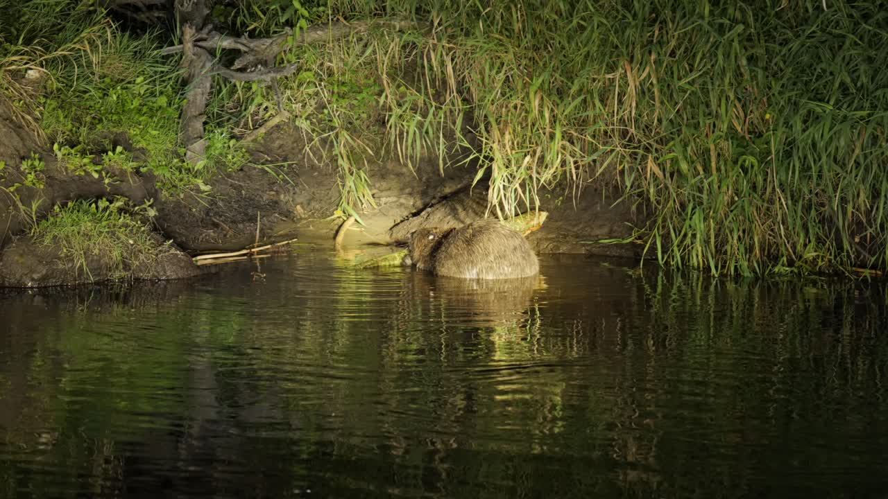 fauna nocturna en el parque nacional de biebrza, polonia, rama de árbol de mordedura de castor europeo