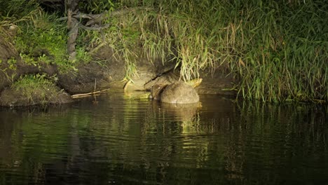 night wildlife in biebrza national park poland, european beaver bite tree branch