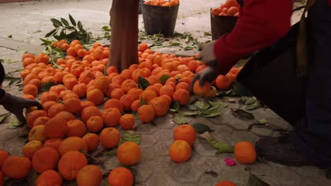 Men-pick-up-bitter-oranges-fallen-from-tree-and-put-in-basket,-Slowmo-Closeup