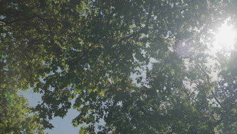 Sun-shine-through-dense-foliage-of-forest-trees,-motion-backward