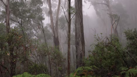 Nube-En-El-Bosque-En-Geehi,-Camino-Alpino,-Parque-Nacional-Kosciuszko