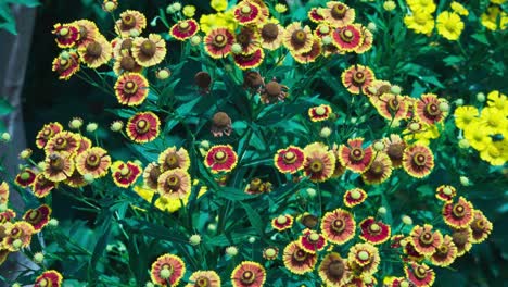abejas recolectando néctar de las flores. parte