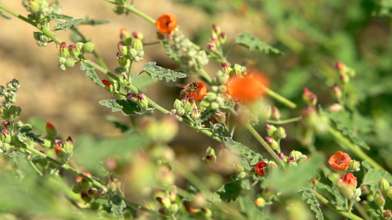 Pollination - bees on tiny orange flowers in Arizona, close up