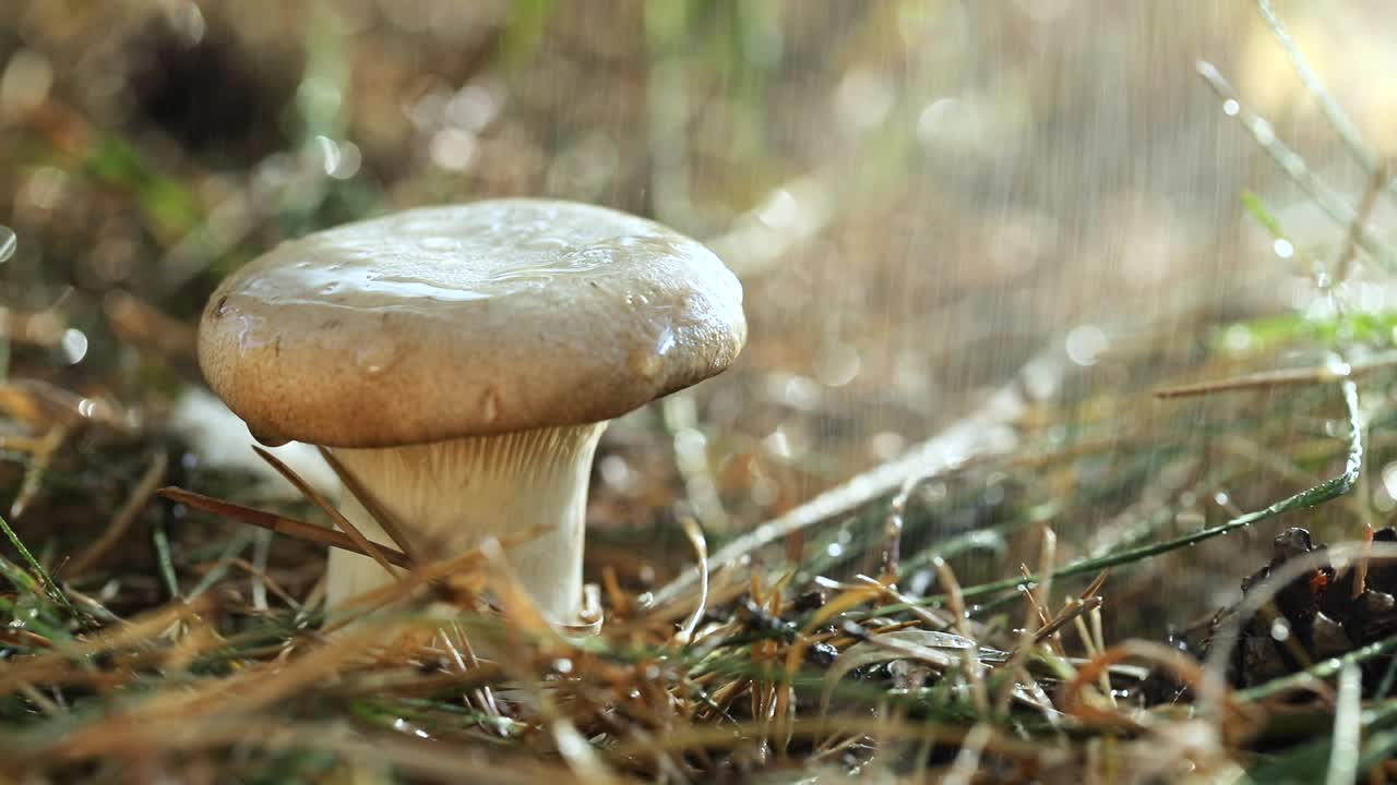 Mushroom Boletus In a Sunny forest in the rain.