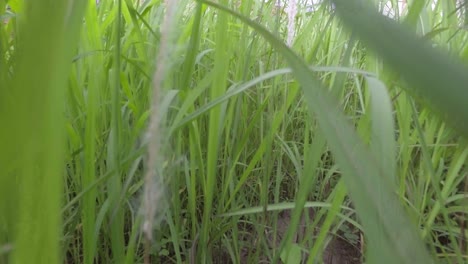 point of view walking on the grass