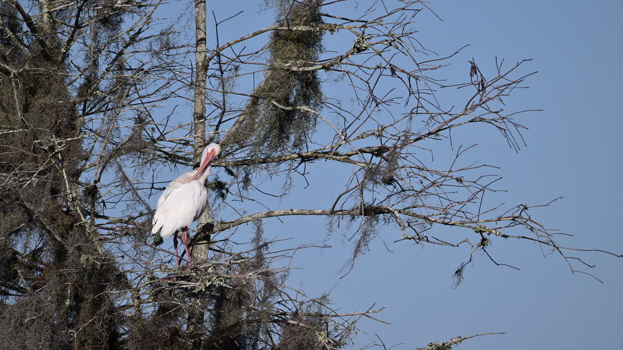 ibis blancos en las plumas de limpieza del nido