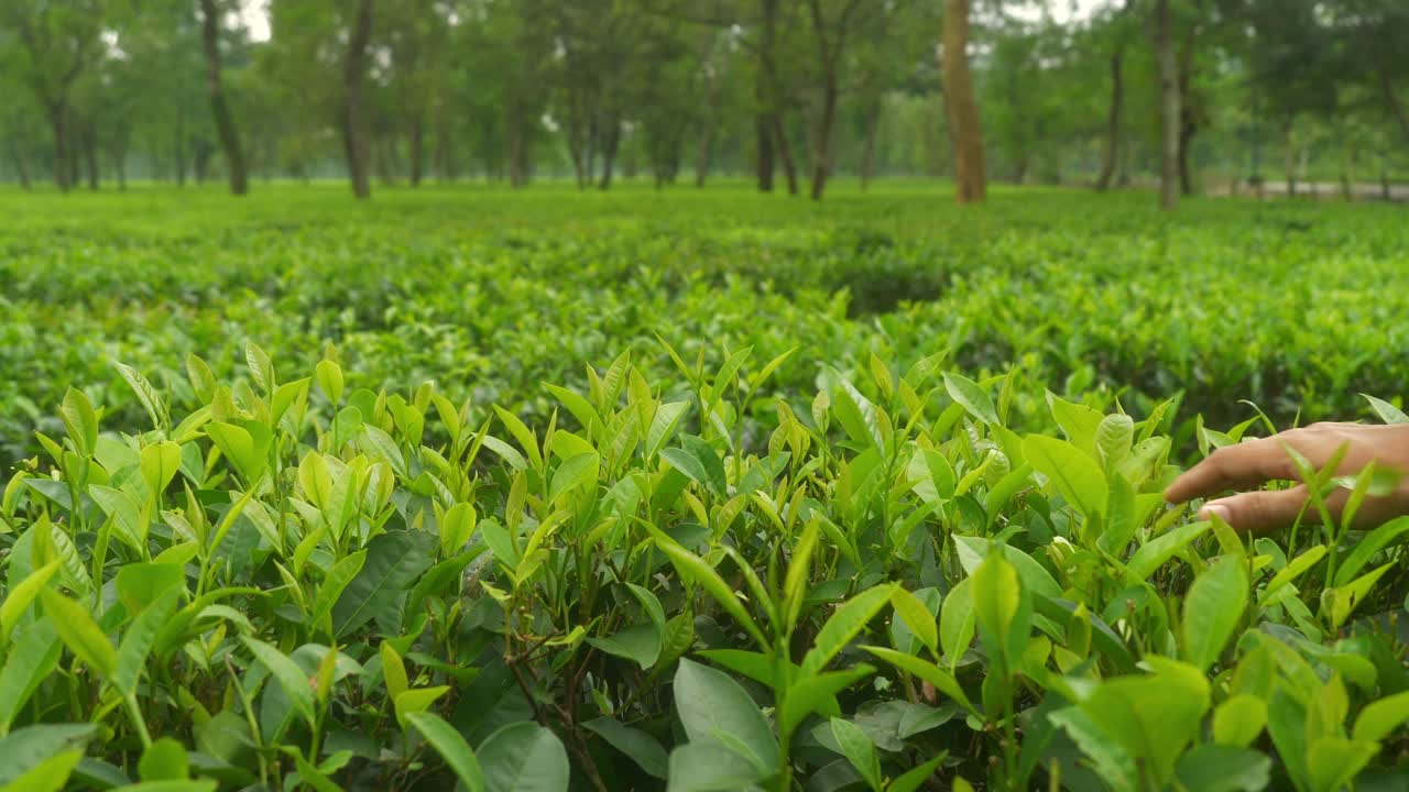 Closeup of male farmers hands touching tea leaves at tea estate garden on the foothills of Darjeeling, West Bengal, Static shot