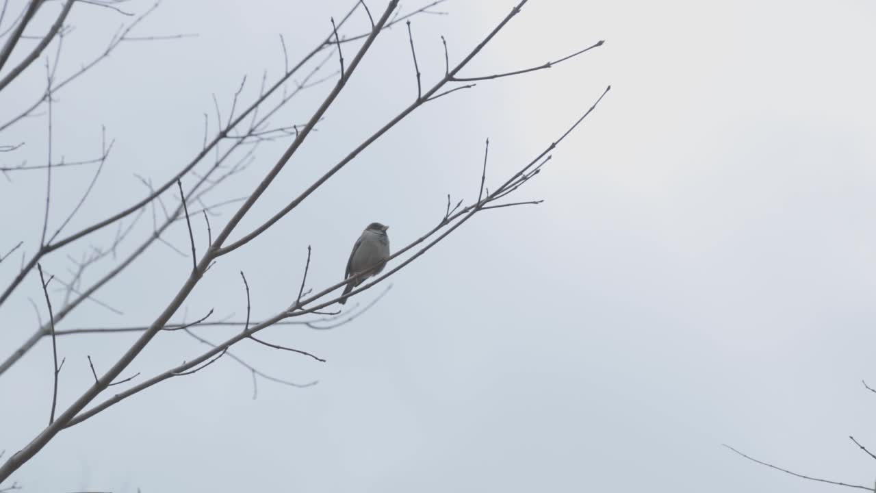 벌거벗은 나뭇가지에 앉은 작은 새 - 패닝 업샷
