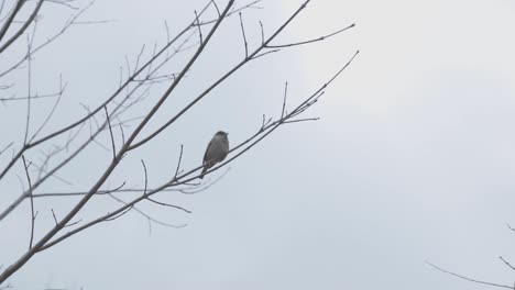 un pajarito posado en la rama de un árbol desnudo - resultado panorámico