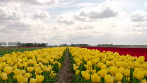 netherlands is famous for tulips and it exports tulip flowers throughout the world