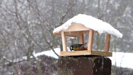 great tit pecking at the seeds in bird feeder on a snowy winter day