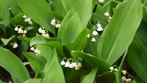 lily of the valley growing up in forestry area