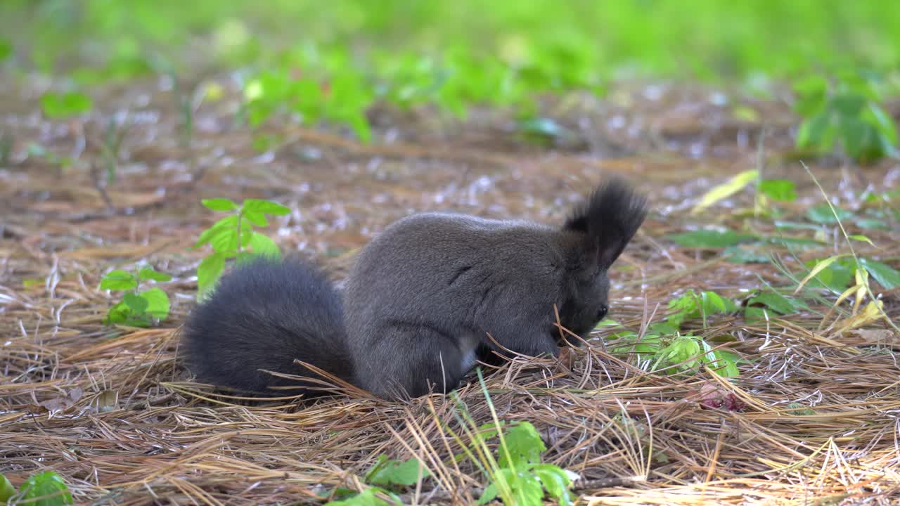 linda ardilla gris euroasiática o ardilla de abert sciurus vulgaris oliendo agujas de coníferas caídas en el suelo - primer plano estático