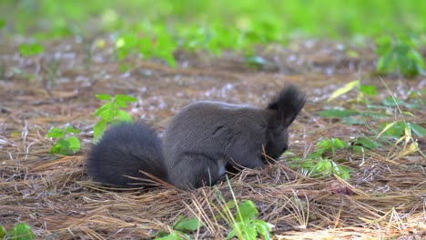 Cute-Eurasian-Gray-Tree-squirrel-or-Abert's-squirrel-Sciurus-vulgaris-smelling-fallen-conifer-needles-on-the-ground---static-close-up