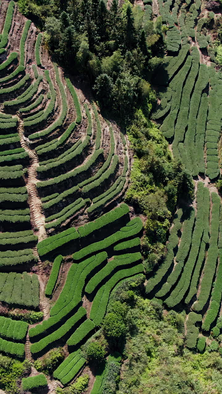 Stunning Aerial View of a Terraced Tea Plantation