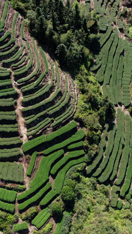 stunning aerial view of a terraced tea plantation