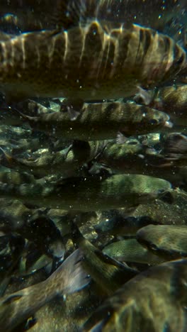 vertical : underwater shot of fishes at uruapan national park