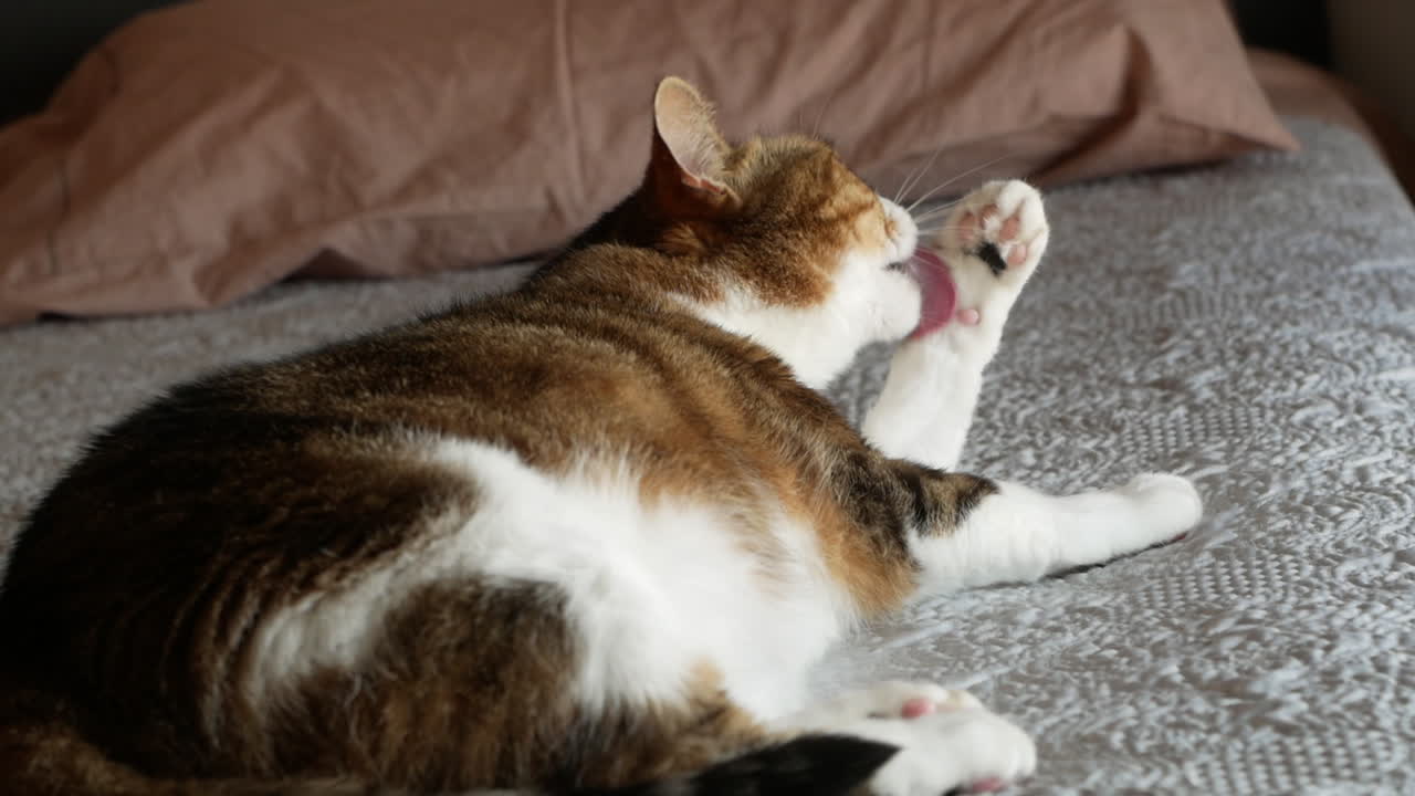 Relaxed Domestic tricolor cat lying on bed cleaning and licking her legs