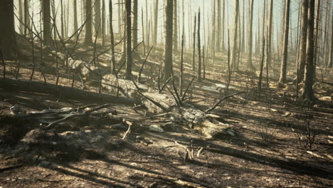 burnt forest after wildfire