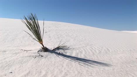 plano medio de una planta en el monumento nacional de arenas blancas en nuevo méxico