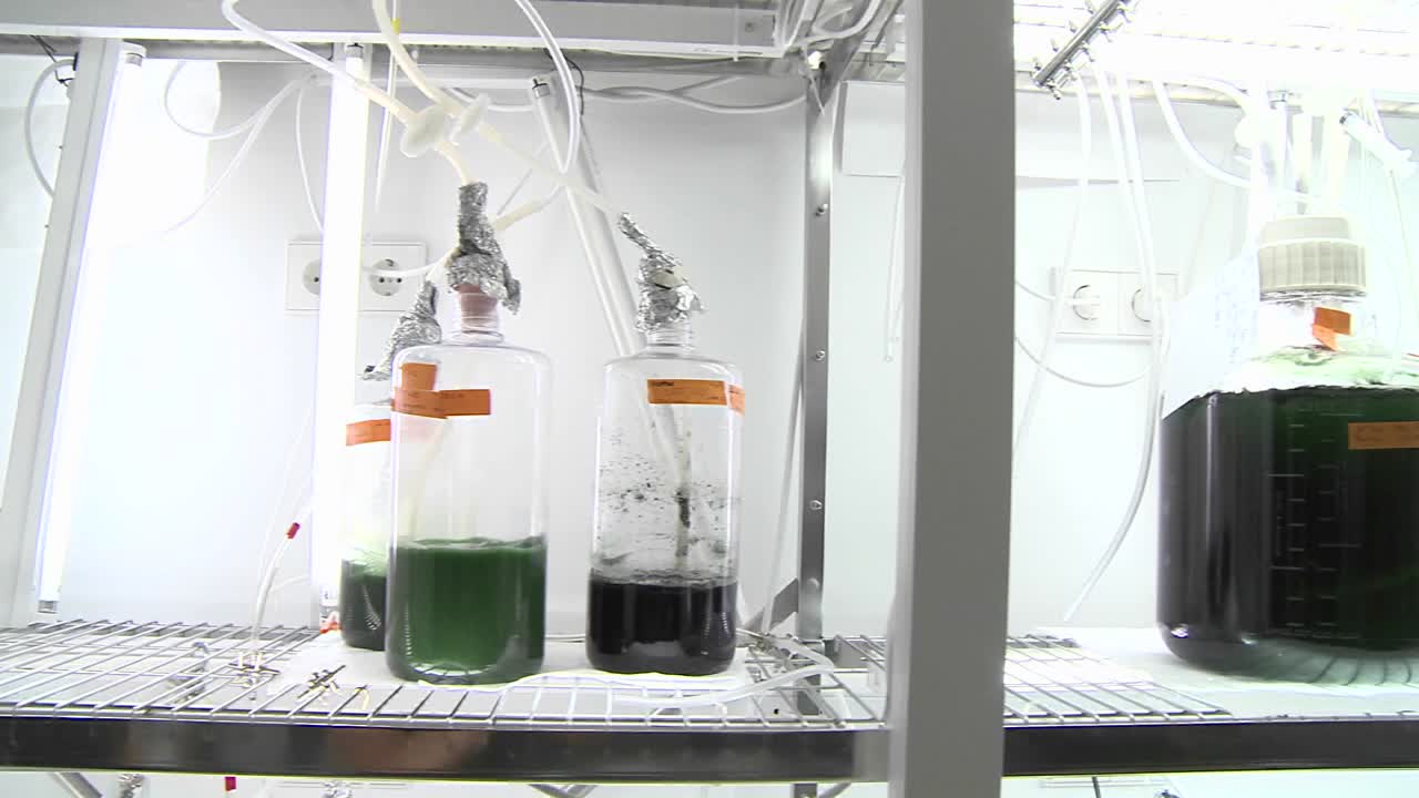 조류 플라스크 이동 광생물 반응기에서 우리는 다양한 종류의 조류 문화가 이산화탄소와 함께 방영되는 것을 봅니다.
