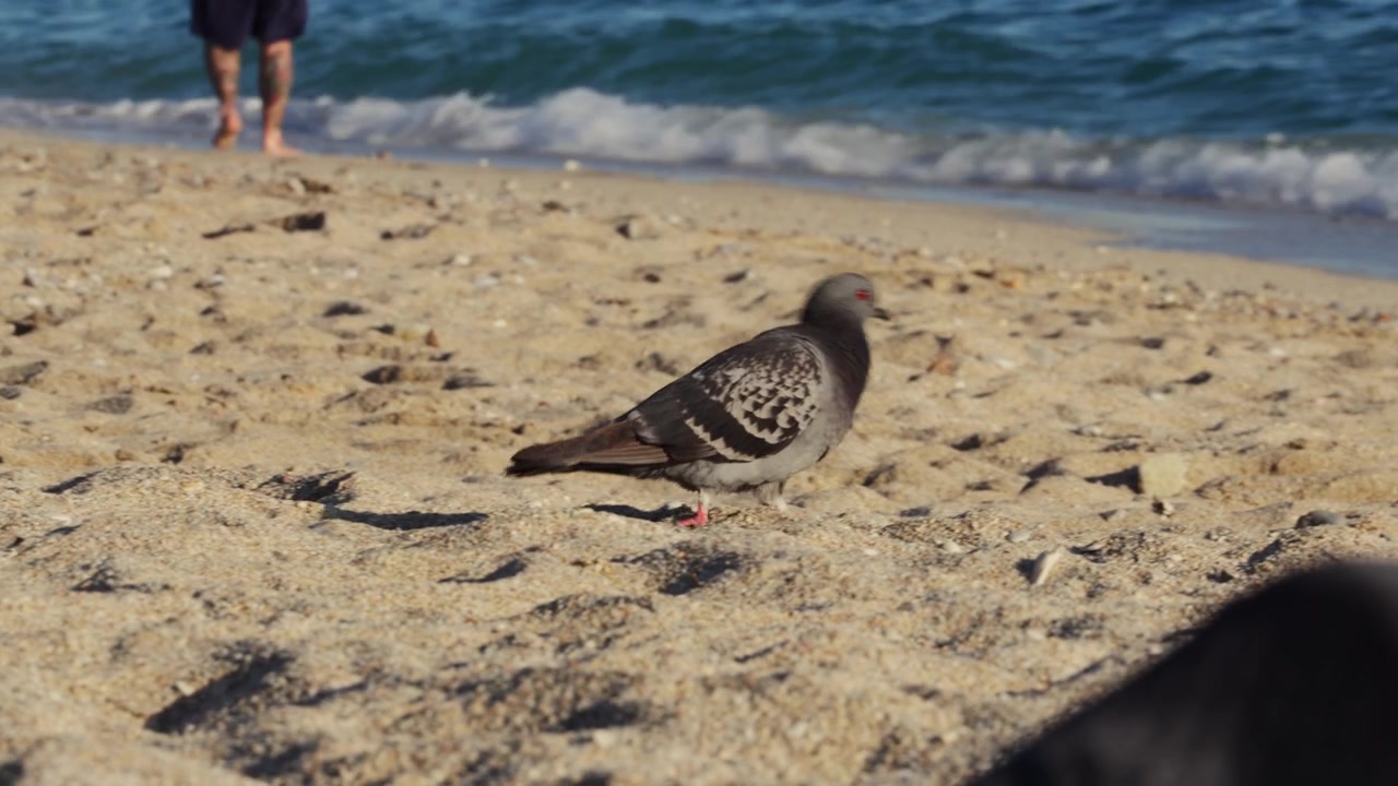 Un piccione cammina su una spiaggia sabbiosa vicino all'acqua mentre una persona si muove a piedi nudi lungo il litorale sullo sfondo