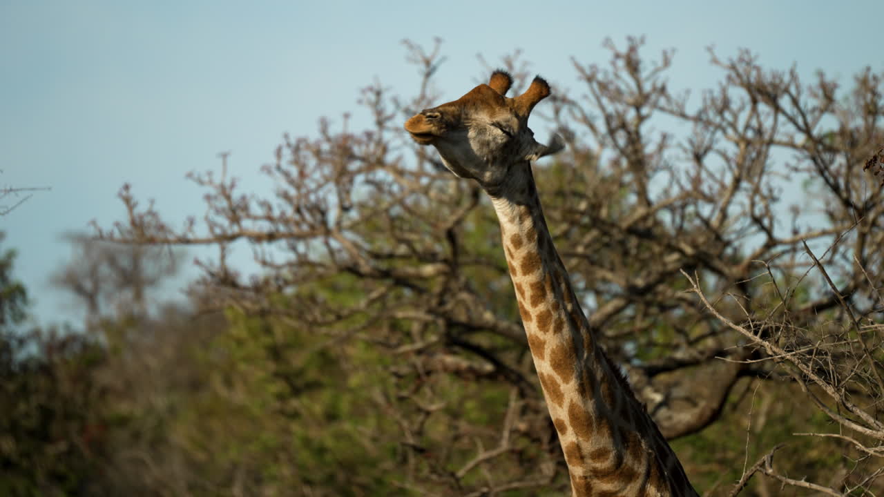 jirafa hembra sacudiendo la cabeza para quitar moscas, con un arbusto africano desenfocado en el fondo, plano medio