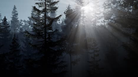 misty nordic forest in early morning with fog