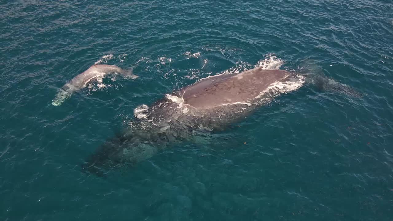 Humpback whales mother and calf swimming
