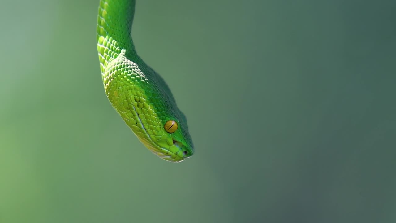 La vipera delle fosse dalle labbra bianche è una vipera velenosa endemica del Sud-est asiatico e si trova spesso di notte in attesa su un ramo o un fusto d'albero vicino a uno specchio d'acqua con abbondanza di prede.