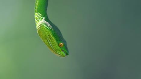 The-White-lipped-Pit-Viper-is-a-venomous-pit-viper-endemic-to-Southeast-Asia-and-is-often-found-during-the-night-waiting-on-a-branch-or-limb-of-a-tree-near-a-body-of-water-with-plenty-of-food-items