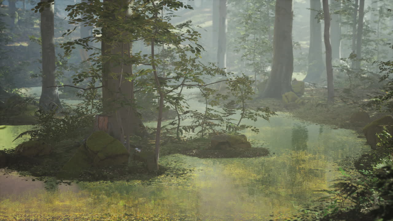 호수  ⁇ 의 숲을 통해  ⁇ 빛으로 해가 뜨는 것