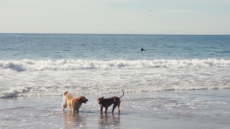 Golden-Retriever-and-Pitbull-Dogs-on-Beach-in-Front-of-Ocean-Waves-and-Surfer,-Slow-Motion