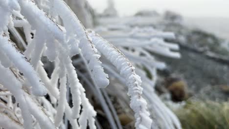 Hohes-Gras-Bedeckt-Mit-Raureif-Am-Nebligen-Morgen