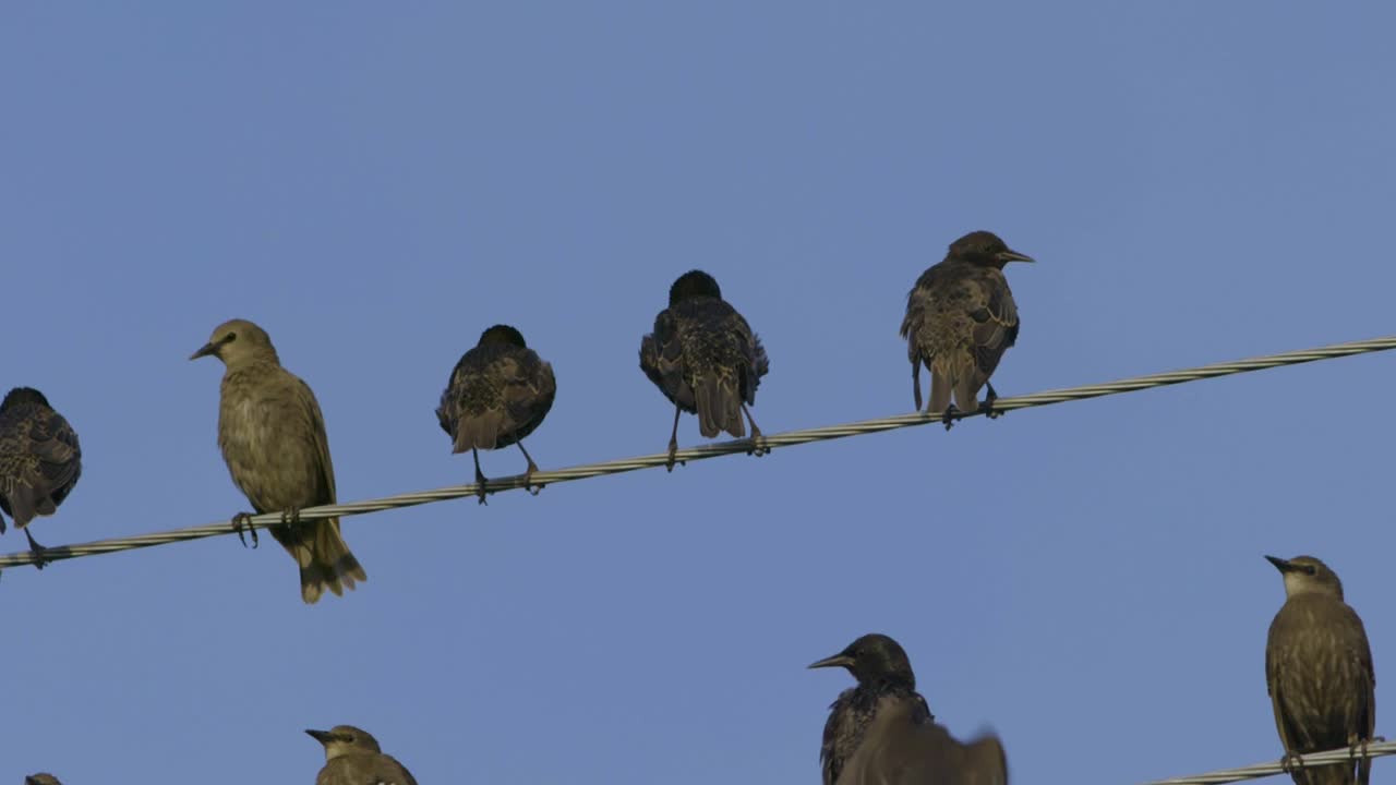 estorninos comunes sentados en los cables a cámara lenta