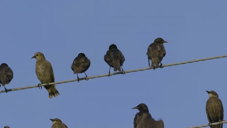 Gewöhnliche-Stare-Sitzen-Auf-Den-Drähten-In-Zeitlupe